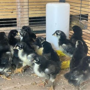 12+ barnyard mix and Australop fertile eggs for hatching incubation